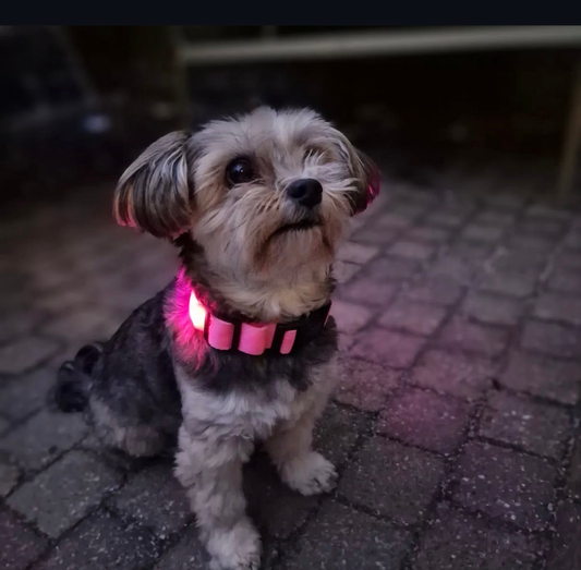 USB Rechargeable LED Dog Collar