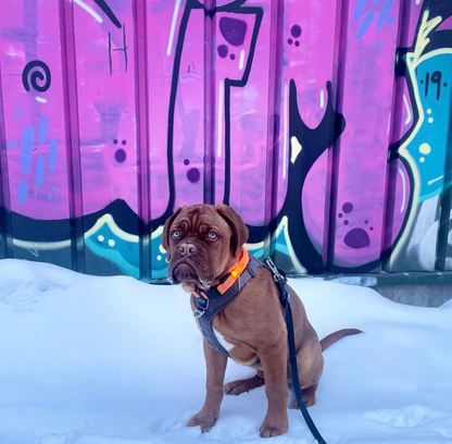 USB Rechargeable LED Dog Collar