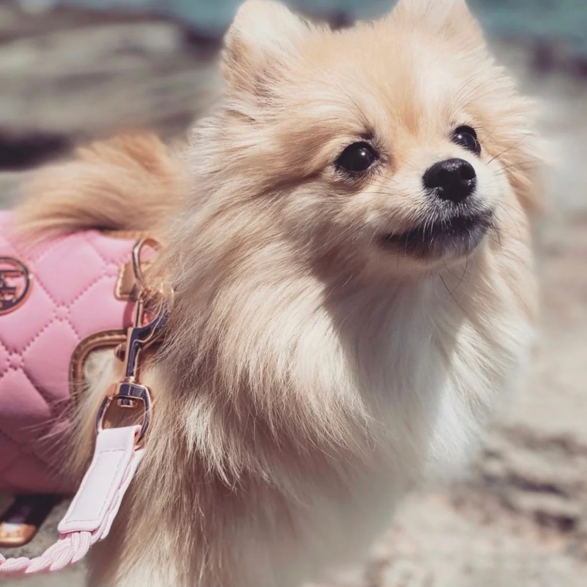 Aurora Luxury Dog Harness