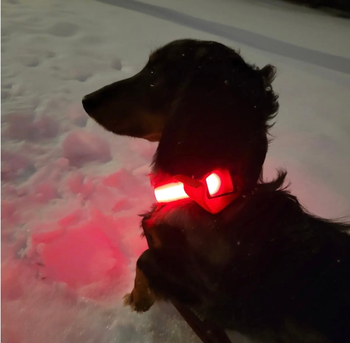 USB Rechargeable LED Dog Collar