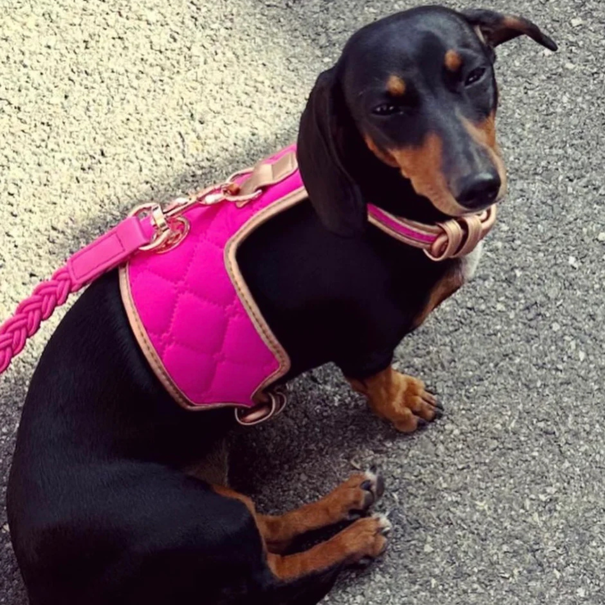 Scarlet Luxury Dog Harness