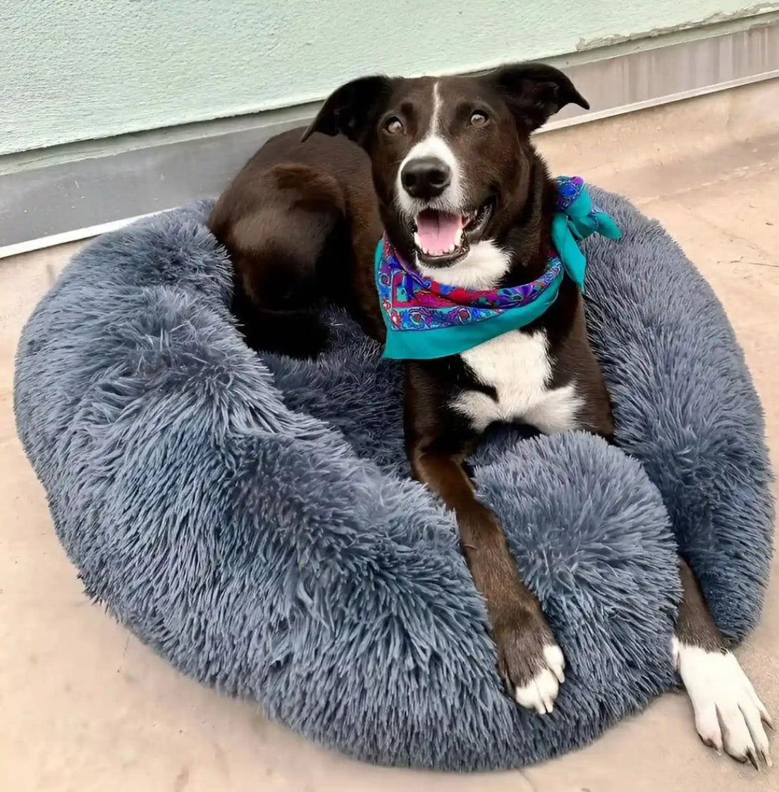 Cloud 9 Anxiety Relieving Dog Bed