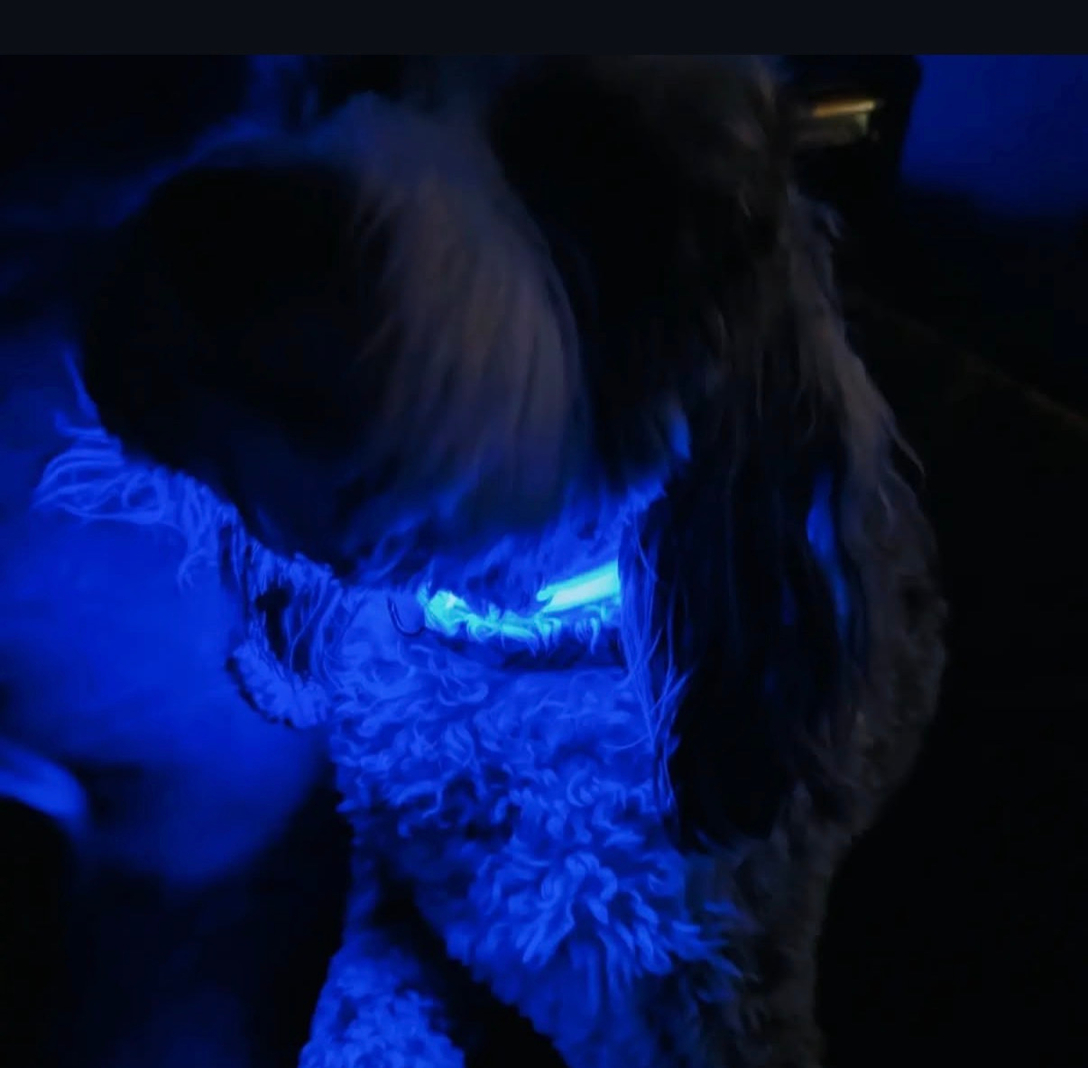 USB Rechargeable LED Dog Collar